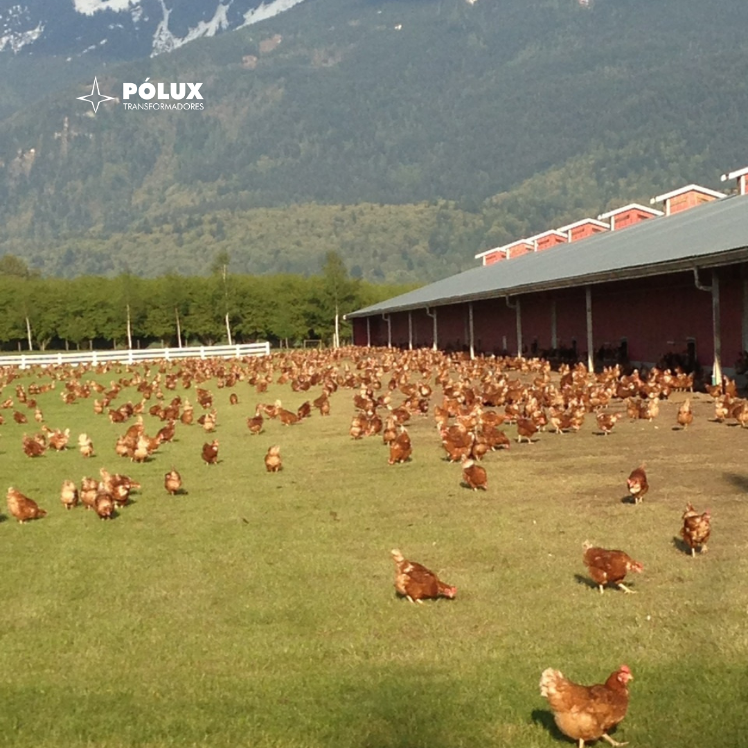 Transformadores a seco de média tensão em fazendas e granjas automatizadas